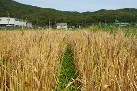 【一切の農薬肥料不使用】自然栽培シラサギ小麦粉（800g）（薄力粉）