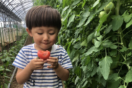 【順次発送:3kg】樹上完熟！美味しい桃太郎トマト大きさ色々