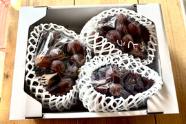 🍇 【採れたて発送】大粒でジューシー種なしピオーネ！岡山県総社市産ニューピオーネ 約2kg（2-3房）