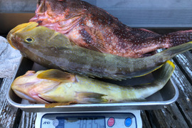 明日朝まで限定!捕れたて!カサゴ・アオナ約3.83kg 長崎県対馬市(内臓・鱗処理済)