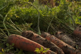 【自然栽培】昔ながらの味、いもり屋の人参
(4.5kg)