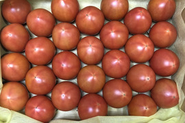 フルーツトマト贈答用 1.1Kg (小玉28-35玉)