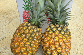 パインの最高峰🍍ジューシーで極上の甘さ！沖縄県産『ゴールドバレル』 3玉　4.2kg~
