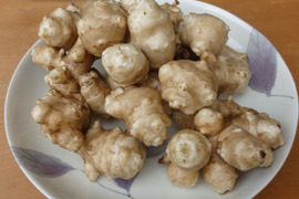 【数量限定】「菊芋」キクイモ！(10kg)　農薬不使用栽培　低カロリー、ヘルシー野菜！
