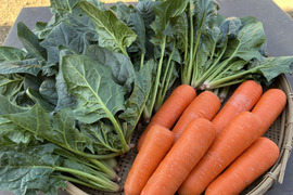 一年で今が一番美味しい！！人参＆ほうれん草！！人参２kg＋ほうれん草１kg【農薬・化学肥料不使用】