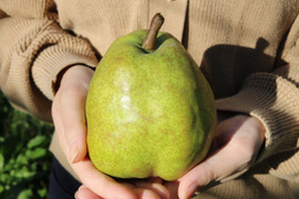【山形県産 特選ラ・フランス】5kg（15～11玉）🍐芳醇な香り✨《早期予約割引実施中》