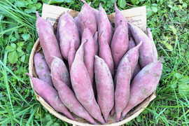 【訳ありＢ品】熟成不要のさつま芋「あまはづき5kg」（虫害・割れ・キズあり、小～中サイズ、栽培期間中農薬・肥料不使用）