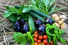 丸かじりで健康に!農薬化学肥料不使用・固定種のSサイズ棚田野菜セット 限定生産！