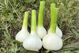生ニンニク期間限定《農薬化学肥料不使用》愛知県国産1000g（L～2Lサイズ約13個）