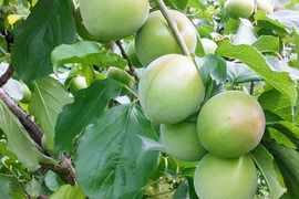 青梅【古城梅】大粒ごじろうめ「3L」1kg和歌山産