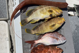 明日朝まで限定！捕れたて！ヤガラ・タイ・カサゴ・アオナ 約3.5kg 長崎県対馬市(内臓・鱗処理済)