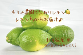 【生産量第1位】もぎたてグリーンレモン1kg家庭用◉ワックス防腐剤不使用