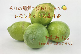 【生産量第1位】もぎたてグリーンレモン1kg訳あり品◉ワックス防腐剤不使用