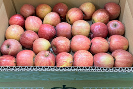 ★すぐに出荷★【加工用バラ詰め】サンふじ約4.5Kg　生食、ジュース、スイーツ、コンポート、すりおろし林檎　加工用・業務用🍎　青森県産