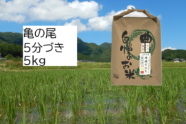 【数量限定！2025年産】自然栽培のお米『亀の尾』5分づき５kg