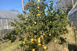 レモンの香りはそのまま、酸っぱくない不思議な柑橘　「レモネード」静岡県より産地直送　4㎏
