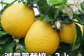 熊本発祥！果汁たっぷり！河内晩柑【ジューシーオレンジ】　3K　8-9玉