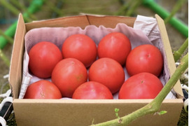 【お試し】ずっしり❗️ジューシー❗️朝採り完熟トマト(規格外)