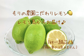 【生産量第1位】もぎたてグリーンレモン1kg一級品👑◉ワックス防腐剤不使用