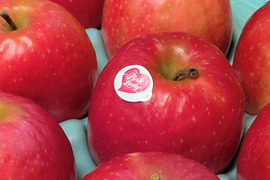 食べるシャンパン！『ピンクレディー®』4.5㎏　18～28玉サイズ
甘酸っぱく濃厚　全国流通量0.015％の希少種　長野県　標高600mの高原からお届け