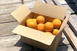 【news every.で紹介】バレンシアオレンジ 5kg｜サクッと食感！爽やかな香りのオレンジ🍊