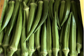 生でも食べれる★２種類のやわらかオクラ食べ比べセット（約800g）
