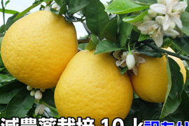 熊本発祥！果汁たっぷり！河内晩柑【ジューシーオレンジ】j樹齢40年　訳あり10K