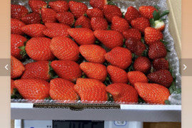 いちご好き注目！お得な1.3kg超えの不揃いいちごお得箱。いちごの種類は『みおしずく』『真紅の美鈴』『ほしうらら』の2から3種類。