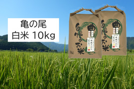 【新米・2026年産】自然栽培のお米『亀の尾』白米10kg