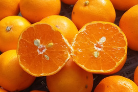 【はるみ小粒】糖度10度前後】４kg和歌山産(常温便)