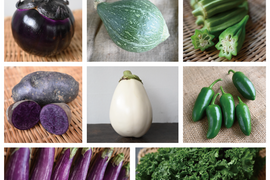 【月・金曜発送便】ココロ躍る🌈おまかせ野菜セット【さいたま市産】