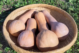 【幻のスープカボチャ】ポアロ生まるごと（1.8～2.3kg/個）３個入