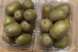 【栽培期間中農薬不使用　訳ありキウイ1㎏】愛知県知多半島産