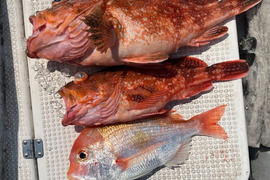 明日朝まで限定！捕れたて！カサゴ・レンコダイ約3kgオーバー 長崎県対馬市(内臓・鱗処理済)