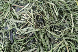 全部茶（2025年）　農薬・肥料不使用 加茂自然農園のお茶