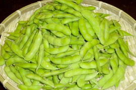 茶豆風味の枝豆～湯あがり娘（１.５kg）