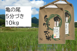 【新米・2026年産】自然栽培のお米『亀の尾』5分づき10kg