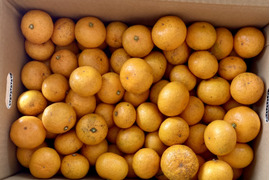 【ご自宅用】食べたらやみつき　完熟極早生みかん『豊福』５kg