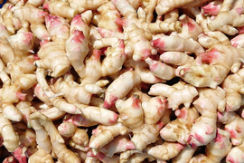【NEW】産直！新鮮！ハウス新生姜 ３００ｇ  高知県産