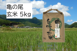【数量限定！2025年産】自然栽培の『亀の尾』玄米５kg