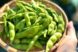 6/20～出荷開始！ビールを飲みたい夜に！茶豆風味【英】~はなぶさ~12袋入り