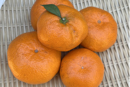 【最終出荷】『青島』温州みかん5㎏ サイズミックス（１㎏あたり7-9個） 湯河原産