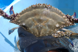 5月5日〜身がぎっしり甘い内子入り春の竹崎カニ大2匹🦀