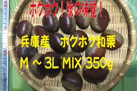 兵庫産  ホクホク 和栗M～3L（350ｇ）