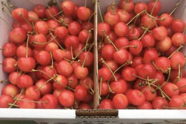 【訳あり】ご家庭用‼︎数量限定‼︎コスパ抜群‼︎1kg‼︎お買い得‼︎東根産佐藤錦