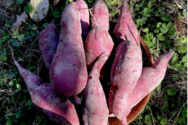 【有機JASシルクスイート5kg】追熟完了❣️絹のようななめらか食感、ねっとりとして甘味最高な大人気品種！スイートポテト、蒸し芋、干し芋、大学芋など！おやつづくりから離乳食まで！家族が喜ぶ美味しさ‼️