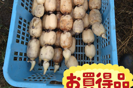 3月の特価商品　訳アリ　茨城県産 れんこん 4キロ　クール発送　蓮根　レンコン