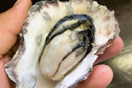 訳あり小粒　殻付牡蠣　　能登産　　約 4 kg（約35～55個)   加熱用