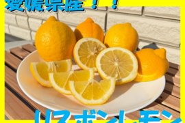 大容量！愛媛県産　リスボンレモン　防腐剤不使用　約１０キロ