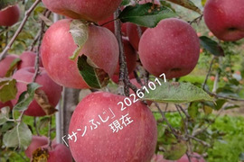予約販売中「あずみ野産サンふじ」約3kg入り　甘味と酸味のバランスの良い品種です。安曇野の思いを届けたくて、、、、、。